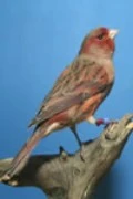 Farbkanarienvogel